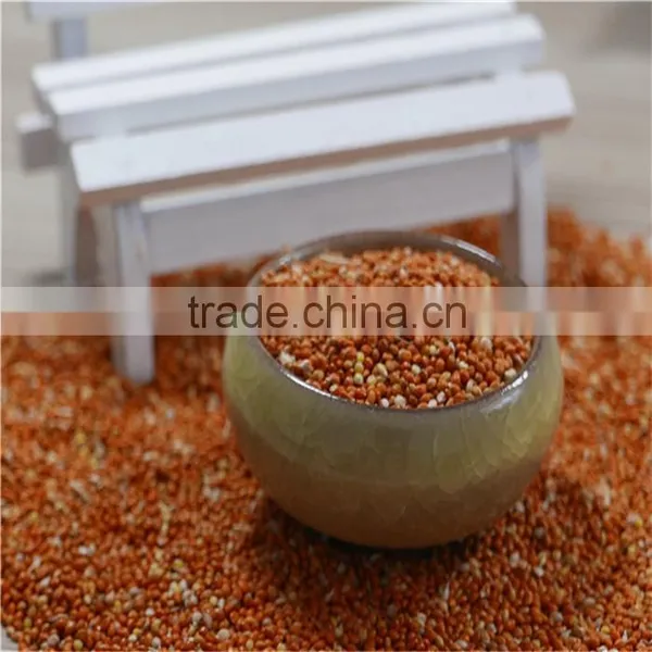 Red Millet In Husk With Good Price photo-4