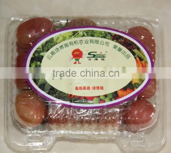 Export Fresh Sweet Cherry Tomato photo-4