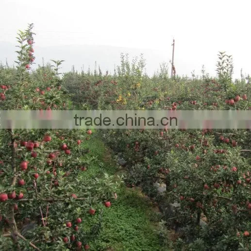 Red Delicious Variety and Common Cultivation Type Red Delicious Apple photo-6