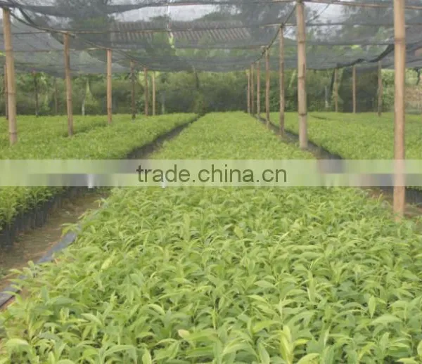 2016 Newly Chinese High Quality Agarwood Seeds For Growing photo-4