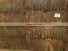 Coconut Palm Fiber