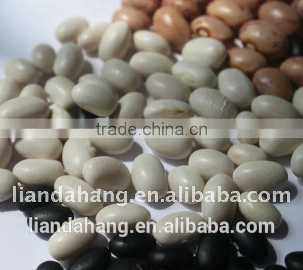 ADZUKI BEAN photo-5