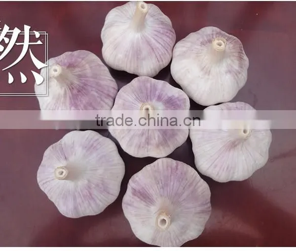 YUYUAN Brand Hot Sail Fresh Garlic Commercial Garlic Peeler photo-4