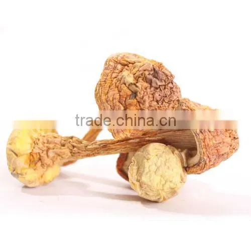Matsutake Mushroom photo-2