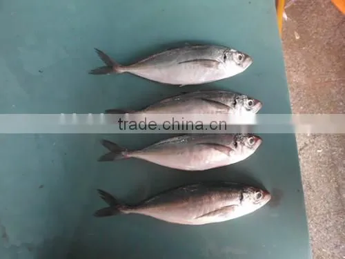 Good Quality Frozen Round Scad 10-12pcs/kg photo-2