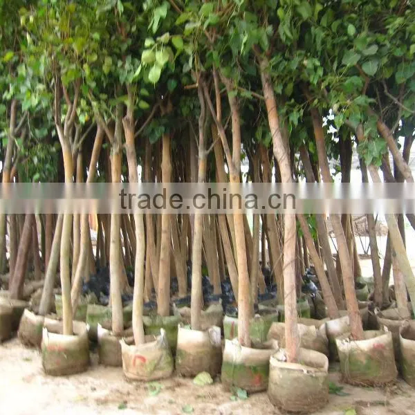 Ficus Religiosa Packed for Shipment photo-5