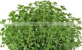 Oregano Oil photo-2