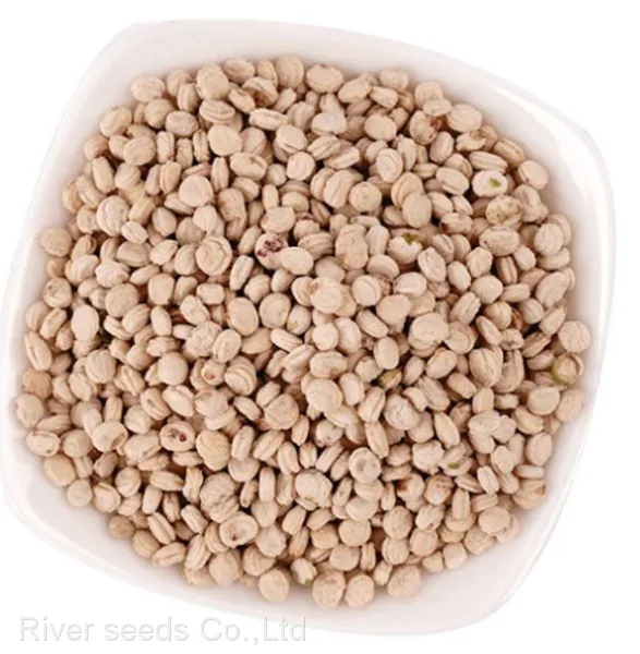 10g High Germination Korean Ginseng Seeds Sale With Good Price photo-2