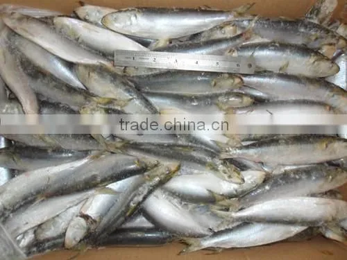 Frozen Sardine for Tuna Bait 140-200pcs photo-5