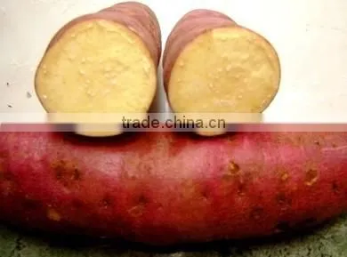 HIGH QUALITY JAPAN SWEET POTATO photo-5