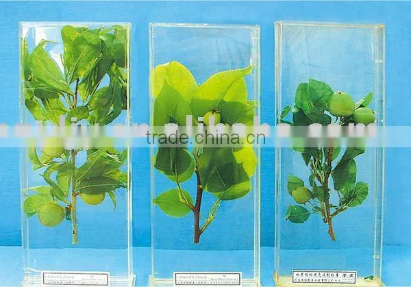 Embedded Specimens/Embeded Fruit Plant Specimen for Biology Teaching