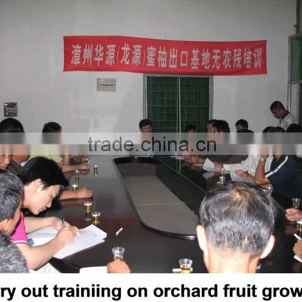 2015 GuanXi High Quality Fresh Pomelo photo-2