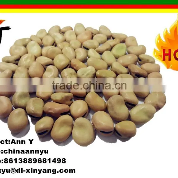 Fried And Salted Broad Beans For Sale, Fave Beans/broad Beans/Horse Beans Snacks photo-4