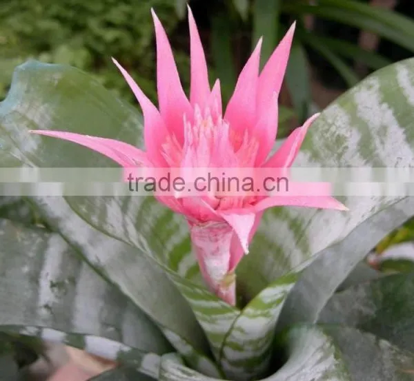 Golden Green Sansevieria for Indoor Ornamental Bonsai Plants photo-3