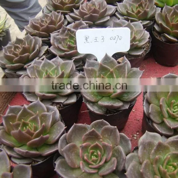 Echeveia 'Black Prince' of Succulent Plants photo-4