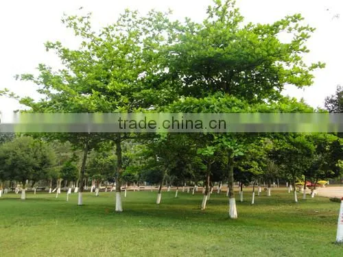 Terminalia Catappa L. photo-5