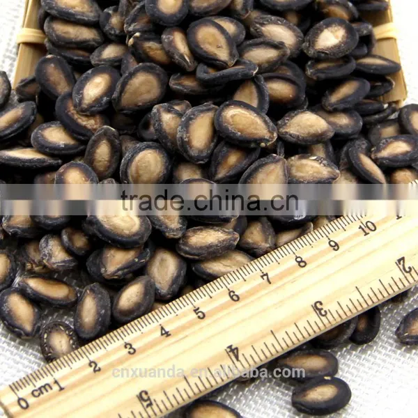 High Quality Watermelon Seeds in Shell photo-2