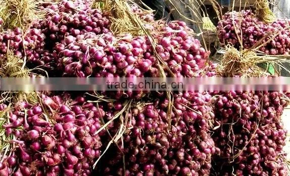 Fresh Onion 2016 Crop From Vietnam photo-2