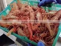 Live Spot Prawn photo-2