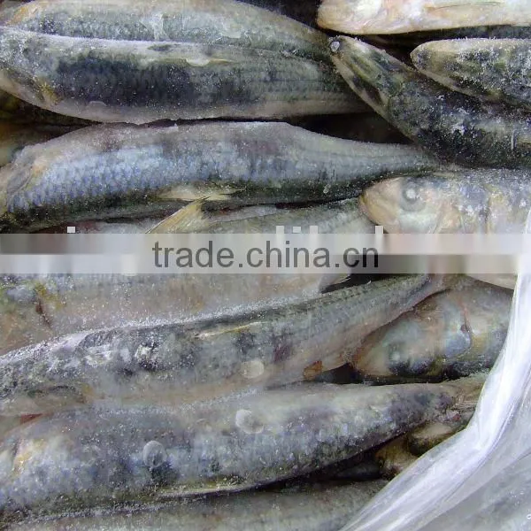 Frozen Sardine photo-2