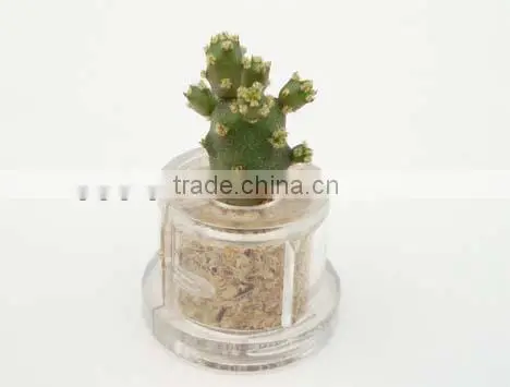Miniplant "Little Baobab"