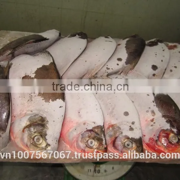 FROZEN WHOLE ROUND RED PACU FISH photo-2