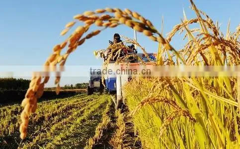Super Absorbent Polymer Powder for Agriculture Planting photo-5