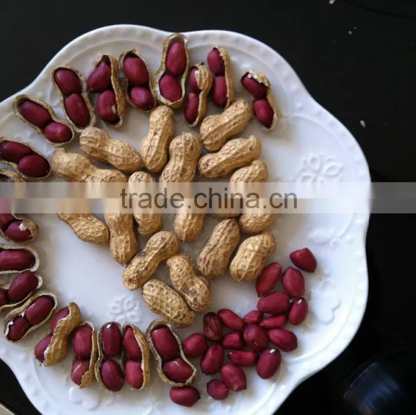 Peanut photo-3