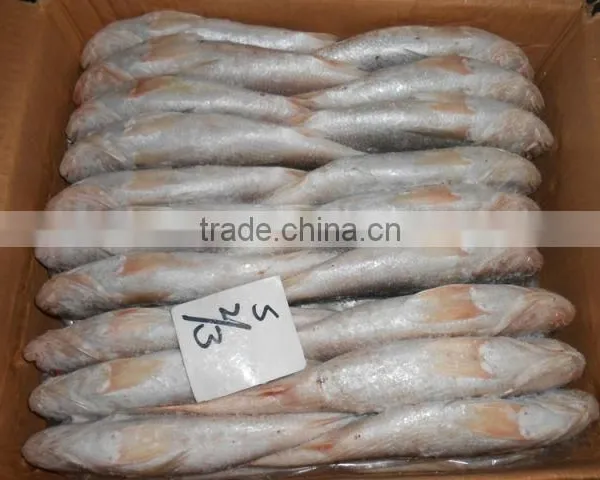 FROZEN CROAKER FISH photo-2