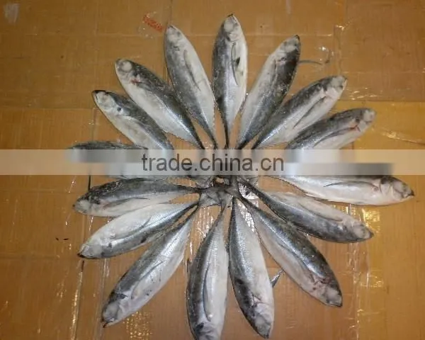 FROZEN HORSE MACKEREL WHOLE ROUND
