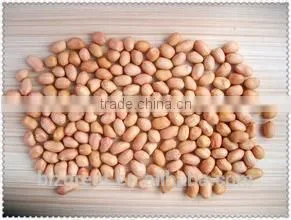 Supplying Raw Bulk Peanut Kernele Baisha Type for Sales photo-2