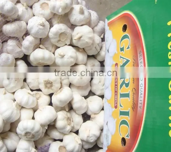 Supply Fresh Garlic photo-4
