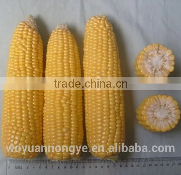 Fresh Corn