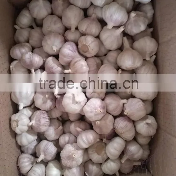 New Crop Garlic 2016 photo-2