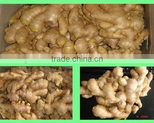 Organic Fresh Ginger photo-6