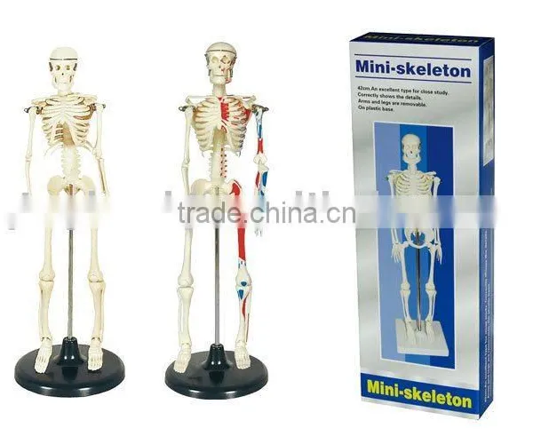 Model of Human Skeleton 42cm