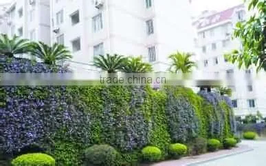 Plant climbing net