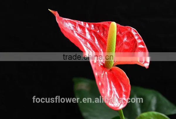 Top Selling Good Quanlity Natural Fresh Summer Special Red Anthurium Flowers From Yunnan photo-2