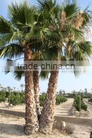 Washingtonia Robusta Palm Tree photo-4