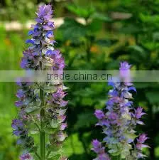 Clary Sage photo-2