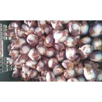Duck Gizzards photo-3