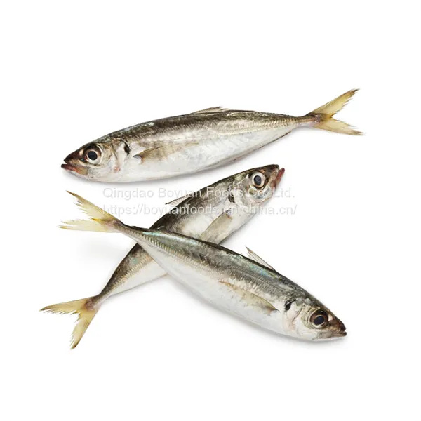 Horse Mackerel