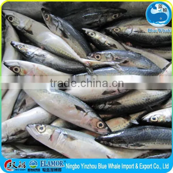 Frozen Seafood Frozen Pacific Mackerel for Sale Mackerel Seafood photo-4