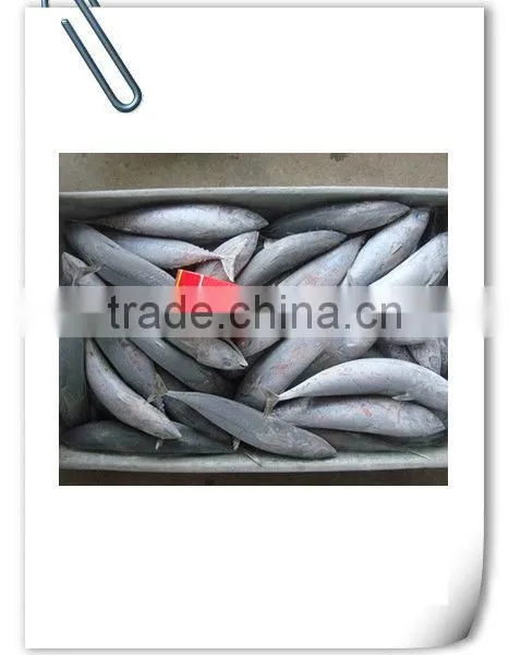 Frozen Bonito Tuna photo-3