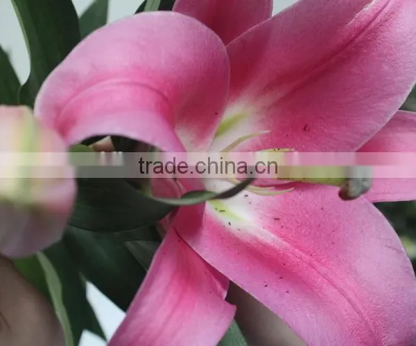 Reasonable Price New Coming Lily Flower From Kunming photo-3