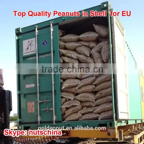 Chinese Red Skin Peanuts 50/60 Shandong FOR MACEDONIA /ALBANIA/NETHERLAND/TUNISIA photo-3