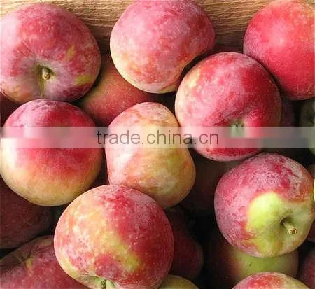 Fresh apples, canned fruits, canned pineapple