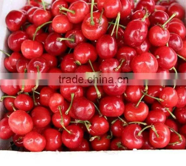 Bagged 18 Degree Sugar Content of China Fresh Cherries photo-4