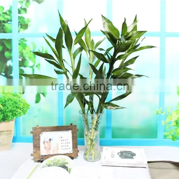 Aquatic Lucky Bamboo Decoration Wholesale photo-4