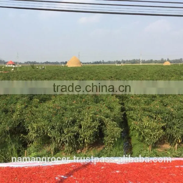 Sun Dry Red Hot Chilli Pepper photo-3